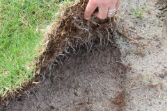 Oakridge® Kikuyu — Strong Root Development