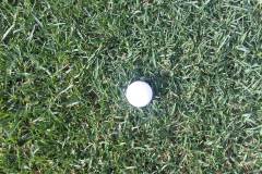 Oakridge® Kikuyu — Dense Turf for Golf Course Surfaces