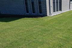 Residential Backyard — Newly Laid Oakridge® Kikuyu Turf