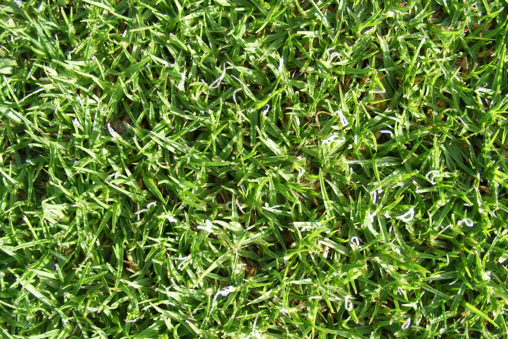 Oakridge close up surface shot showing clean, stamen-free turf