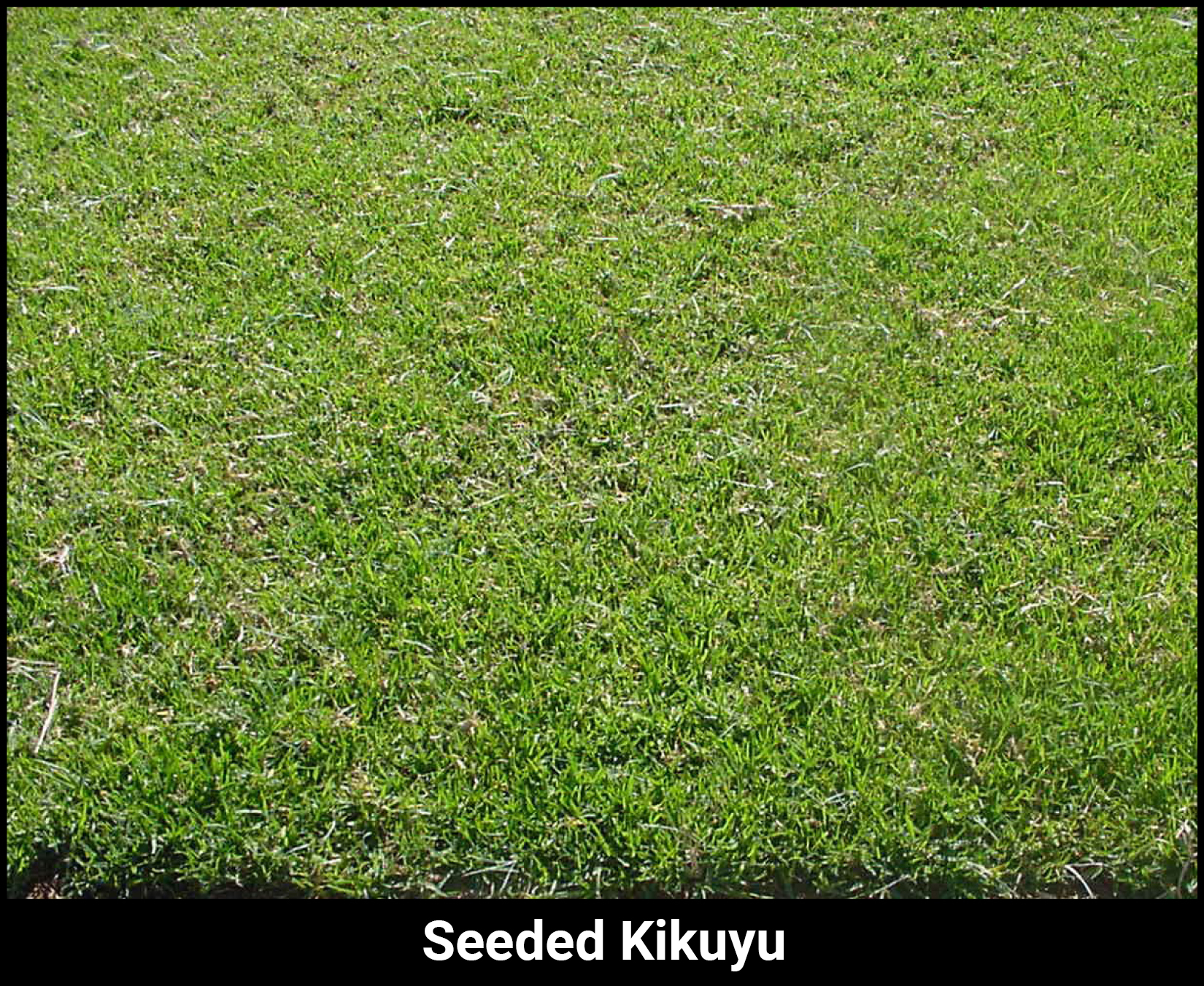 Seeded kikuyu does not retain the same vibrant green colour during colder months